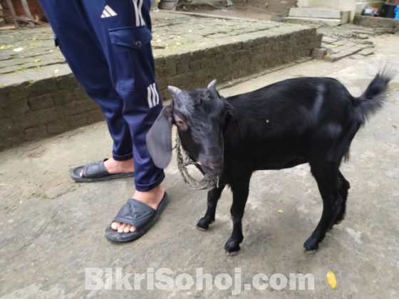 দেশি পাঠি ছাগল
